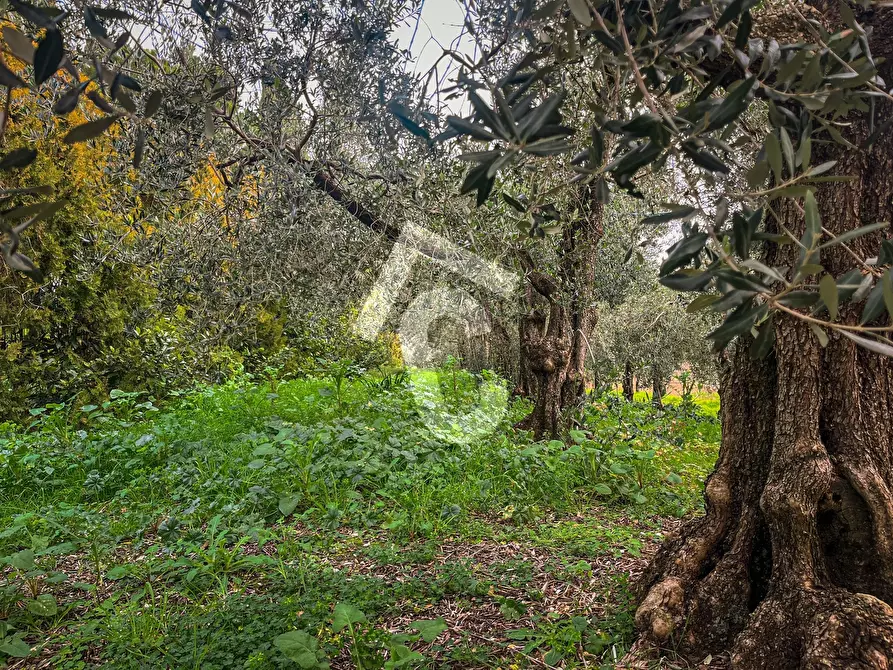 Immagine 23 di Terreno edificabile in vendita  a Jesi