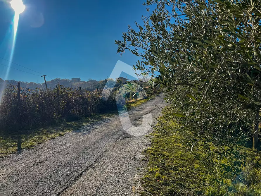 Immagine 64 di Rustico / casale in vendita  a Staffolo