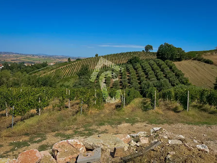 Immagine 8 di Terreno agricolo in vendita  a Montecarotto