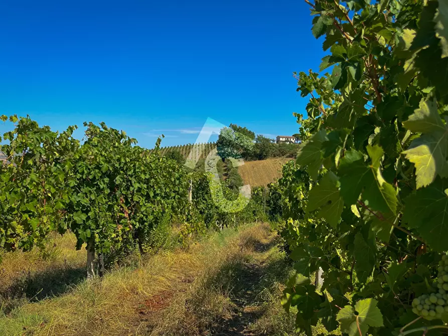 Immagine 4 di Terreno agricolo in vendita  a Montecarotto