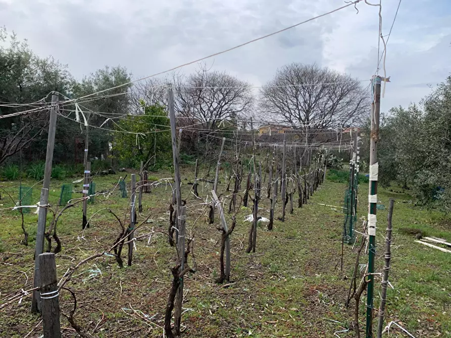Immagine 20 di Terreno agricolo in vendita  a Pedara