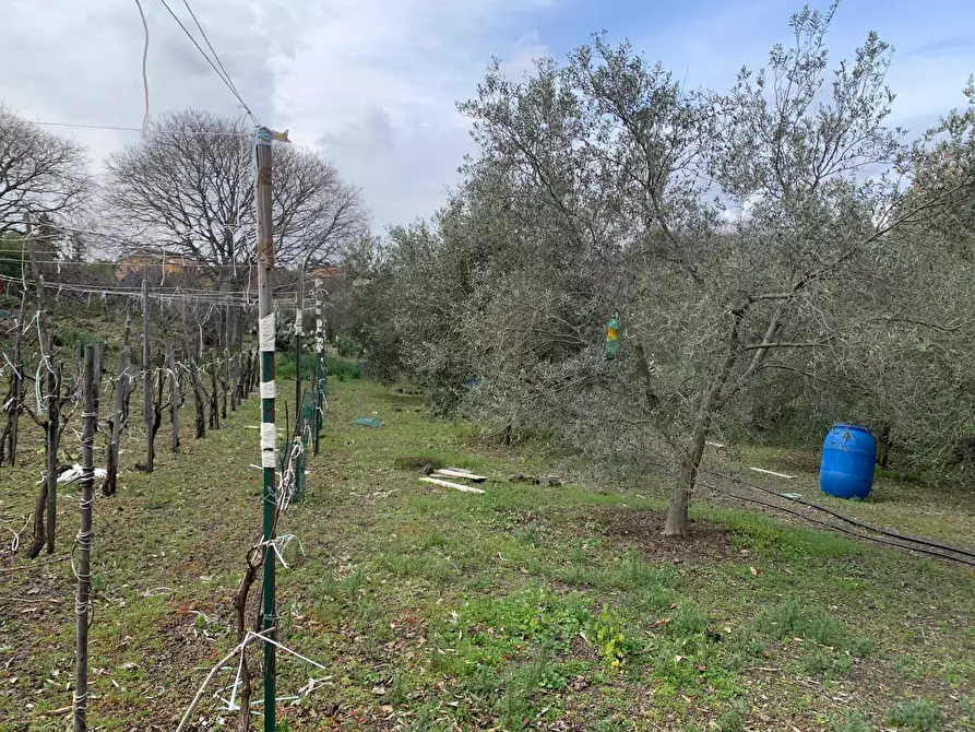 Immagine 19 di Terreno agricolo in vendita  a Pedara