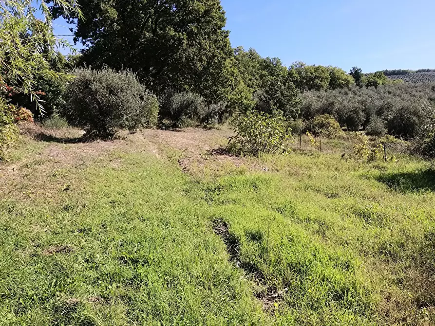 Immagine 44 di Rustico / casale in vendita  in Località Colle del Sole a Umbertide