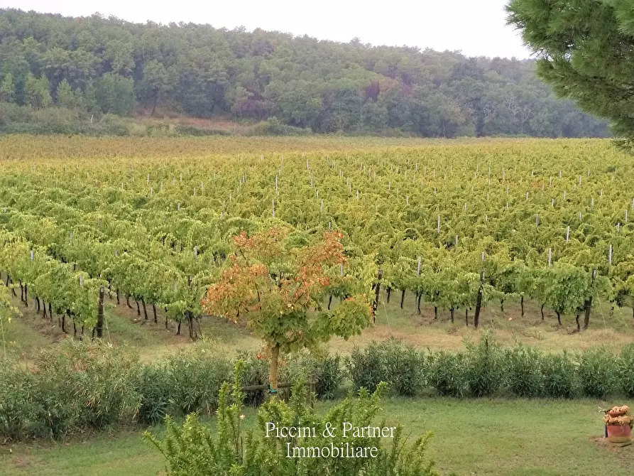 Immagine 17 di Azienda agricola in vendita  in Via Soccorso a Castiglione Del Lago