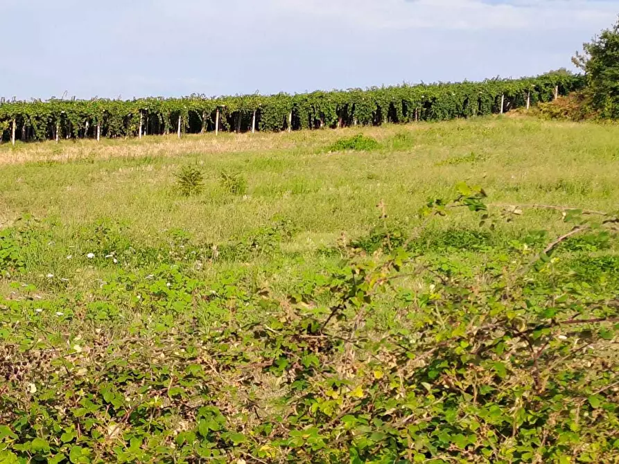 Immagine 3 di Terreno agricolo in vendita  in Contrada Castellana 3 a San Vito Chietino