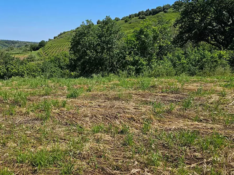 Immagine 4 di Terreno agricolo in vendita  in Via Ciommi a Castel Frentano
