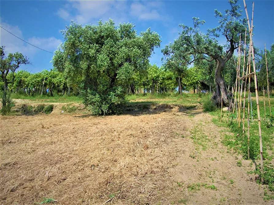 Immagine 3 di Terreno industriale in vendita  in contrada puglianna a Treglio