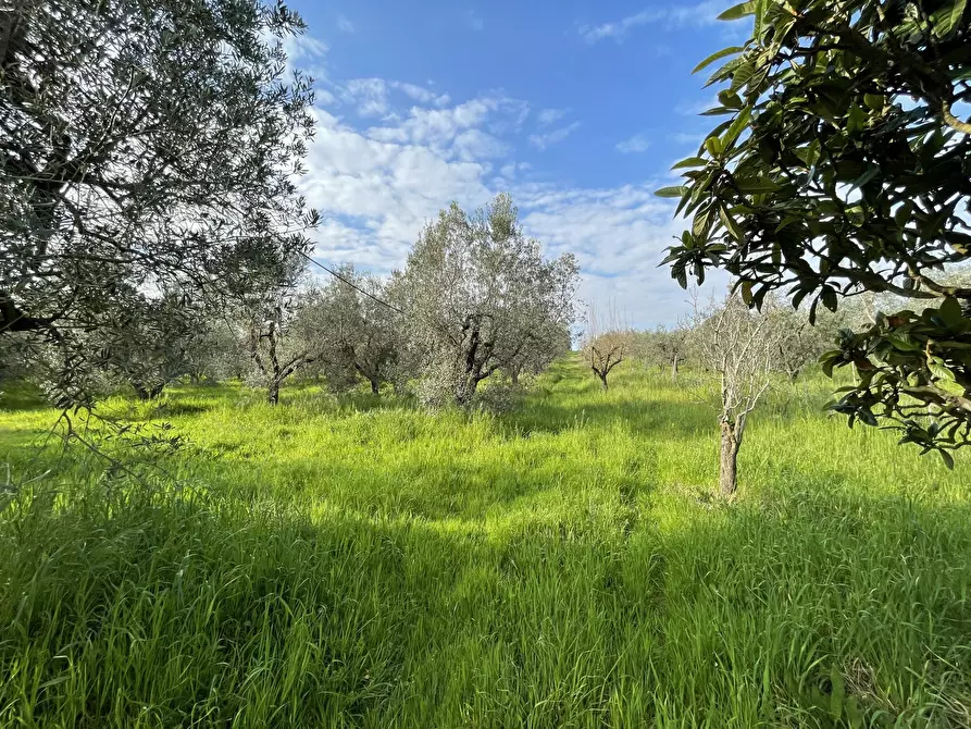 Immagine 2 di Terreno agricolo in vendita  in Via Pasubio 33 a Cecina