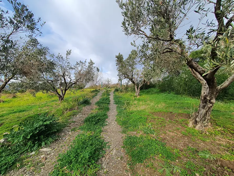 Immagine 5 di Terreno agricolo in vendita  a Catanzaro