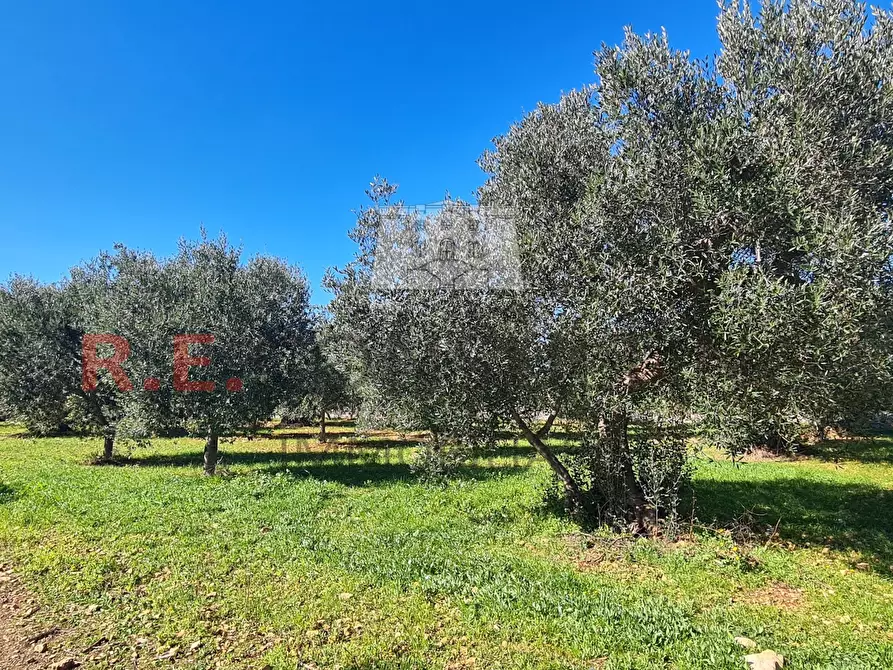 Immagine 40 di Baita in vendita  in Contrada Montemichele 14 a Ostuni