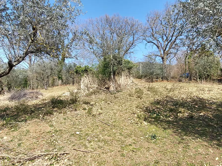 Immagine 11 di Terreno agricolo in vendita  a Massa Martana