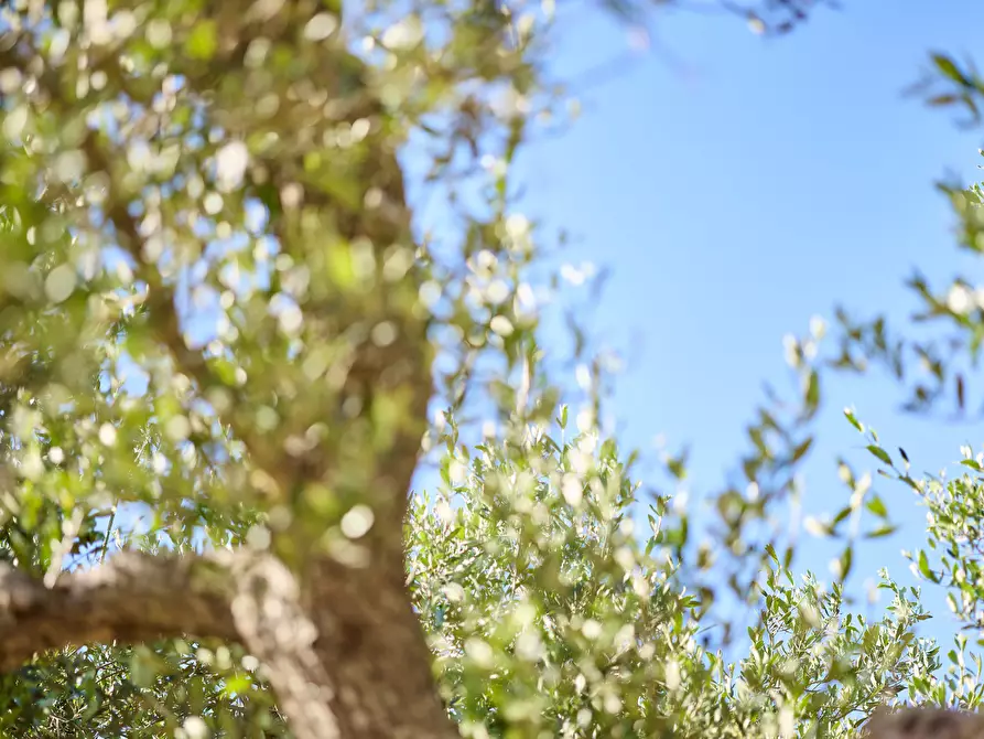 Immagine 7 di Casa indipendente in vendita  in contrada sessana snc a Ostuni
