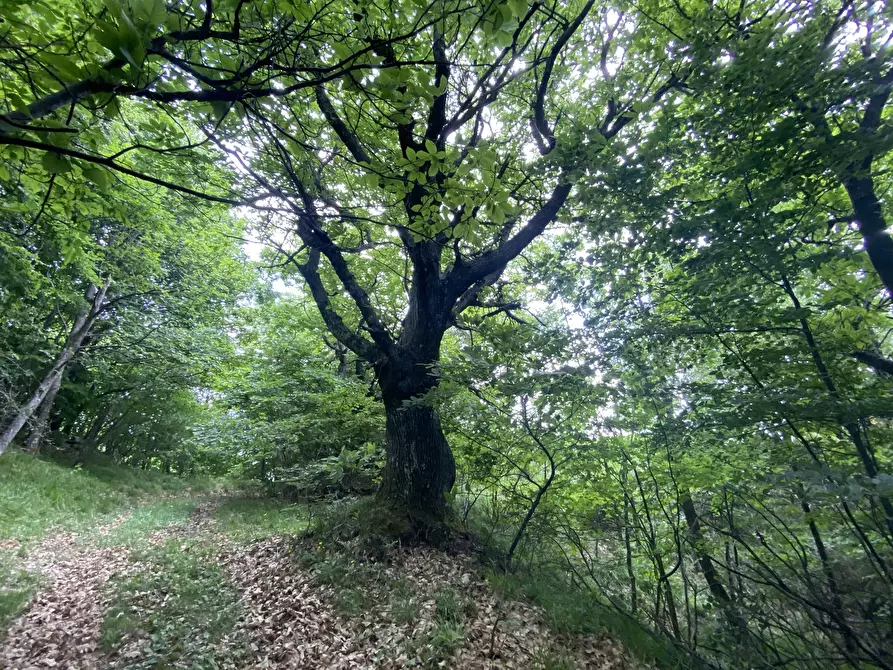 Immagine 25 di Baita in vendita  in Località Veirera 29 a Sassello
