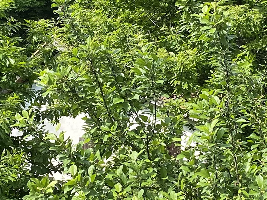 Immagine 3 di Casa indipendente in vendita  in Via Monterosso 11 a Tiglieto