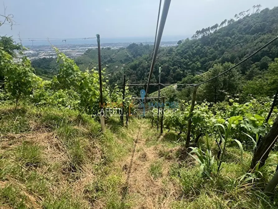 Immagine 10 di Terreno agricolo in vendita  in Viottolo Pianamaggio 1 a Massa