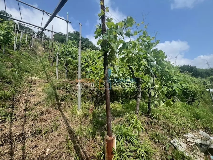 Immagine 4 di Terreno agricolo in vendita  in Viottolo Pianamaggio 1 a Massa