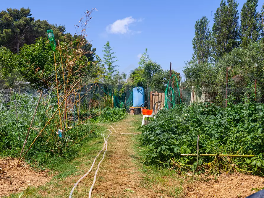 Immagine 3 di Terreno agricolo in vendita  in Via dell'Uliveta a Livorno