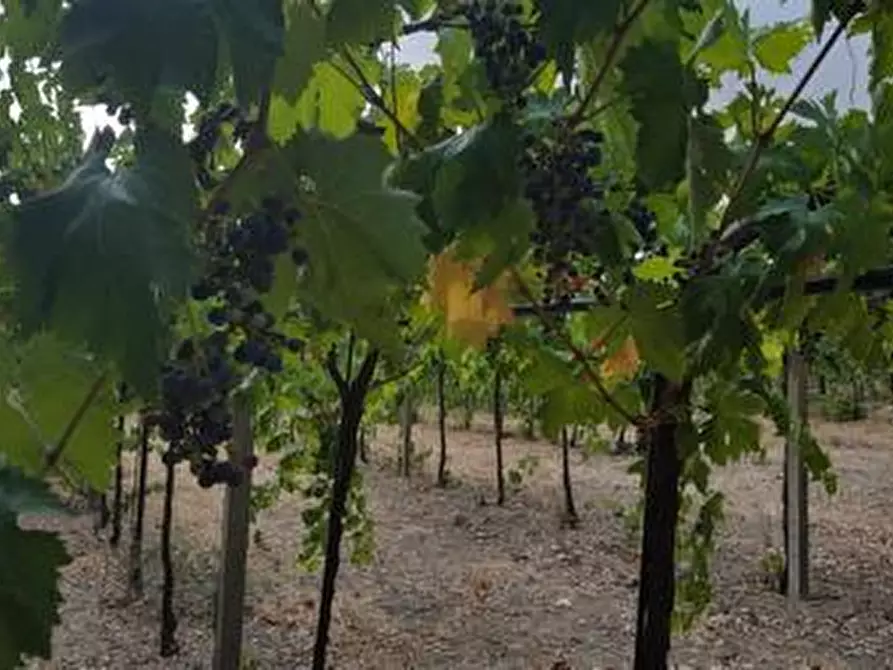 Immagine 13 di Terreno agricolo in vendita  a Santa Maria Imbaro