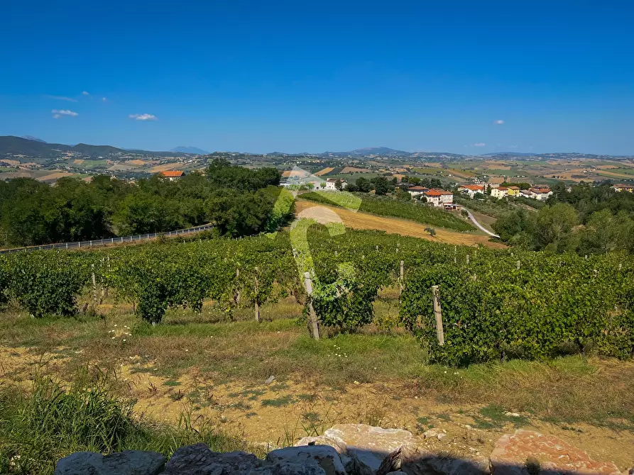 Immagine 7 di Terreno agricolo in vendita  a Montecarotto