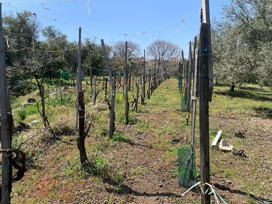 Immagine 9 di Terreno agricolo in vendita  a Pedara