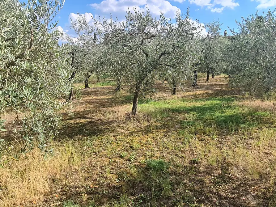 Immagine 12 di Terreno agricolo in vendita  in Via Ascianello a Montepulciano
