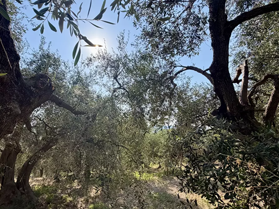 Immagine 4 di Terreno agricolo in vendita  in Via Chiappa 100 a San Bartolomeo Al Mare