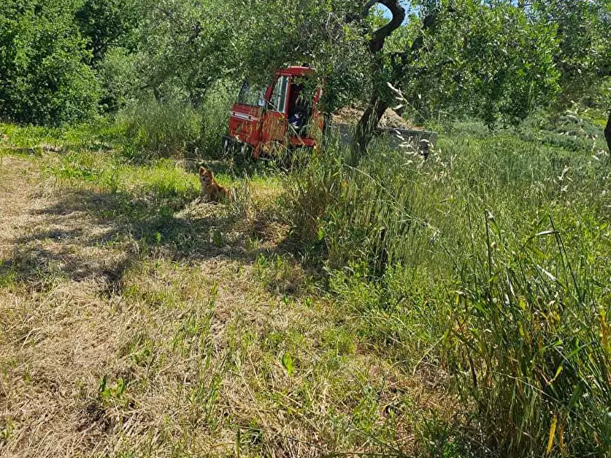 Immagine 8 di Terreno agricolo in vendita  in Via Ciommi a Castel Frentano