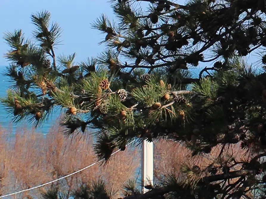 Immagine 2 di Terreno edificabile in vendita  in Strada Statale 16 Adriatica 89 a Fossacesia