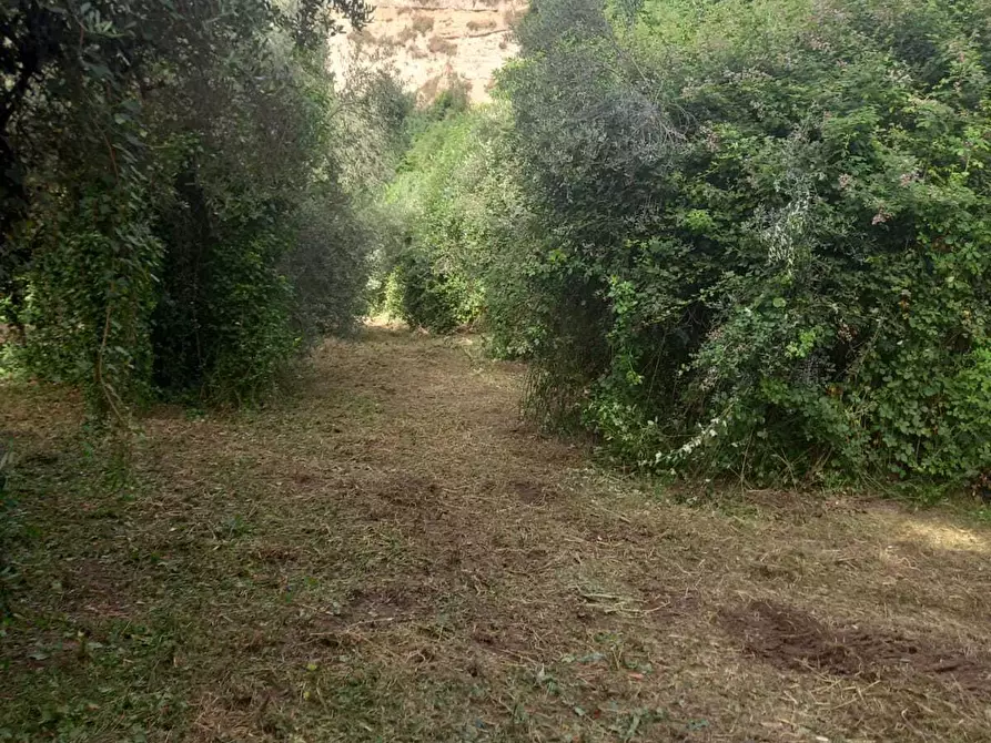 Immagine 7 di Terreno agricolo in vendita  in Via Giulio Roncacci 1 a Morlupo