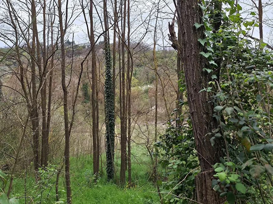 Immagine 3 di Terreno agricolo in vendita  in Via della valle s.n.c a Morlupo