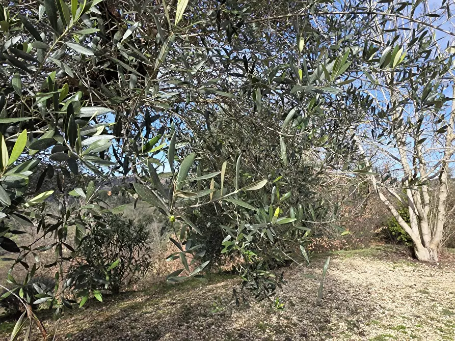 Immagine 35 di Villa in vendita  in Via Monte la Pera 22 a Castelnuovo Di Porto