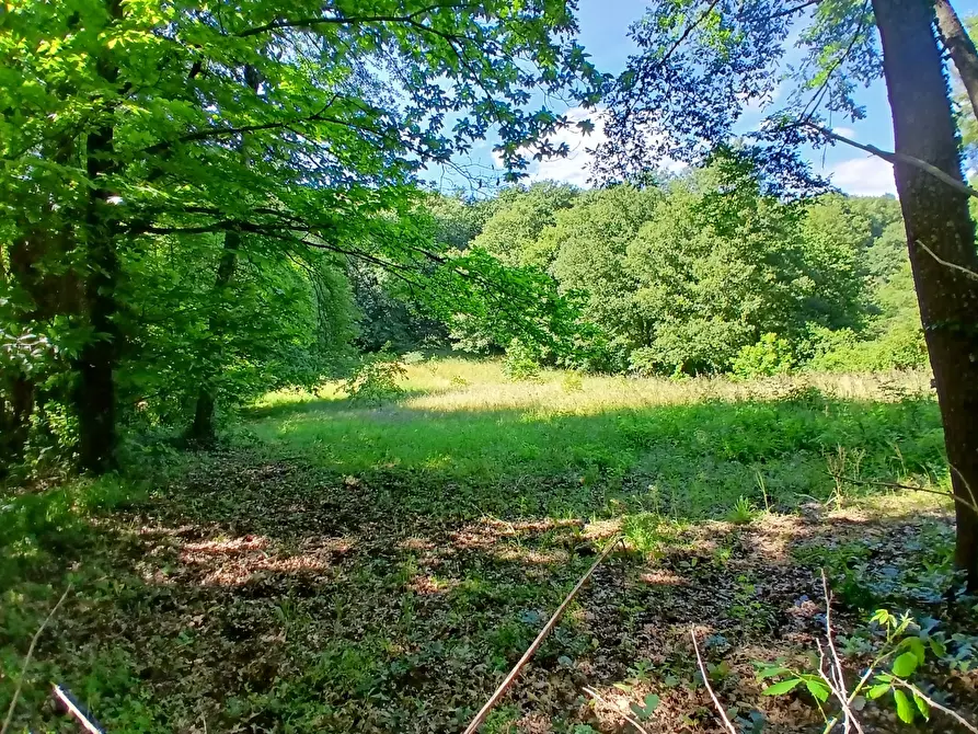 Immagine 5 di Terreno agricolo in vendita  in Via delle Querce a Manziana