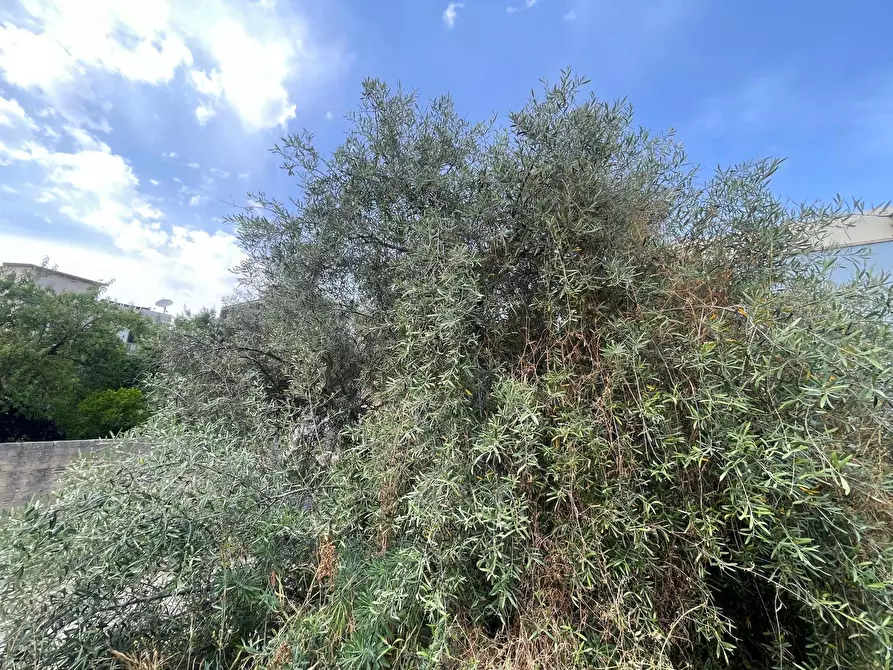 Immagine 7 di Terreno agricolo in vendita  in SOLARINO a Solarino