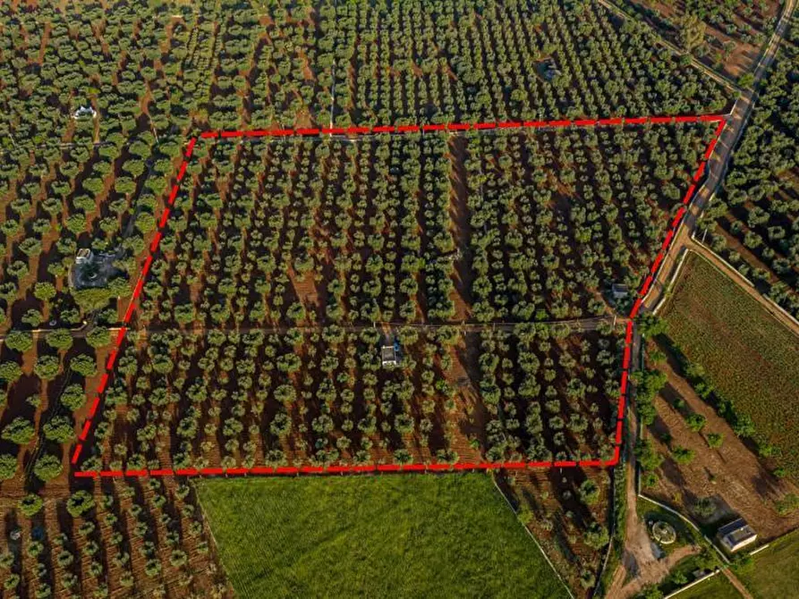 Immagine 3 di Terreno edificabile in vendita  in Contrada Correo a Carovigno