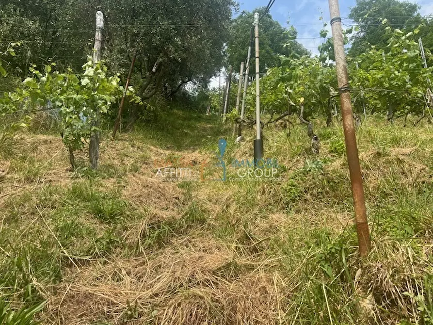 Immagine 14 di Terreno agricolo in vendita  in Viottolo Pianamaggio 1 a Massa