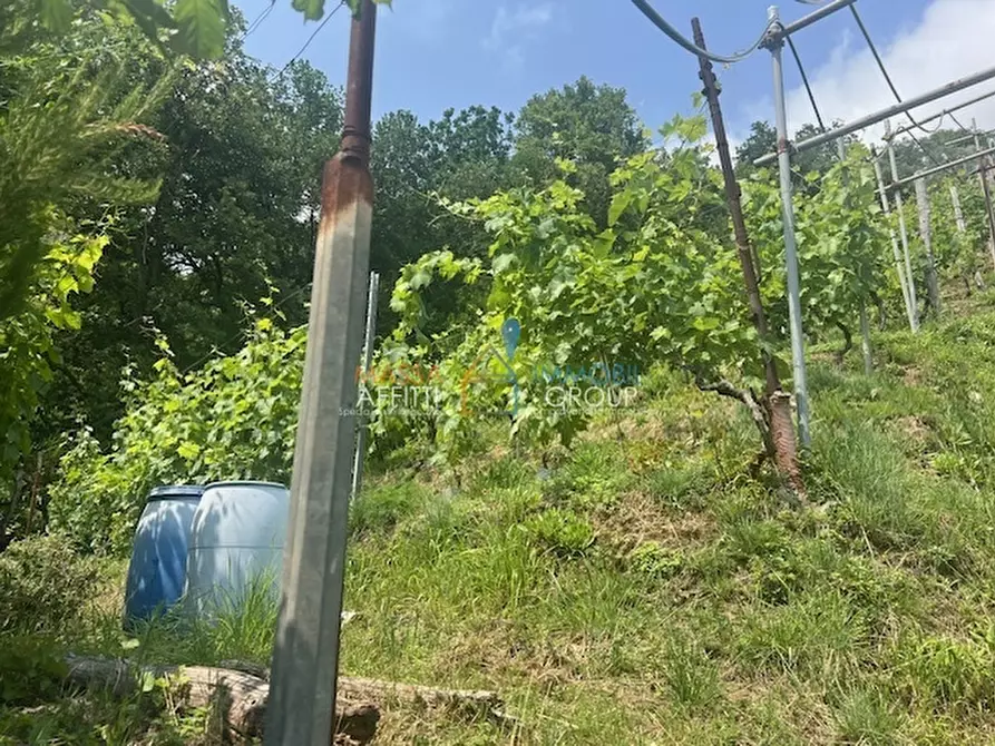 Immagine 5 di Terreno agricolo in vendita  in Viottolo Pianamaggio 1 a Massa