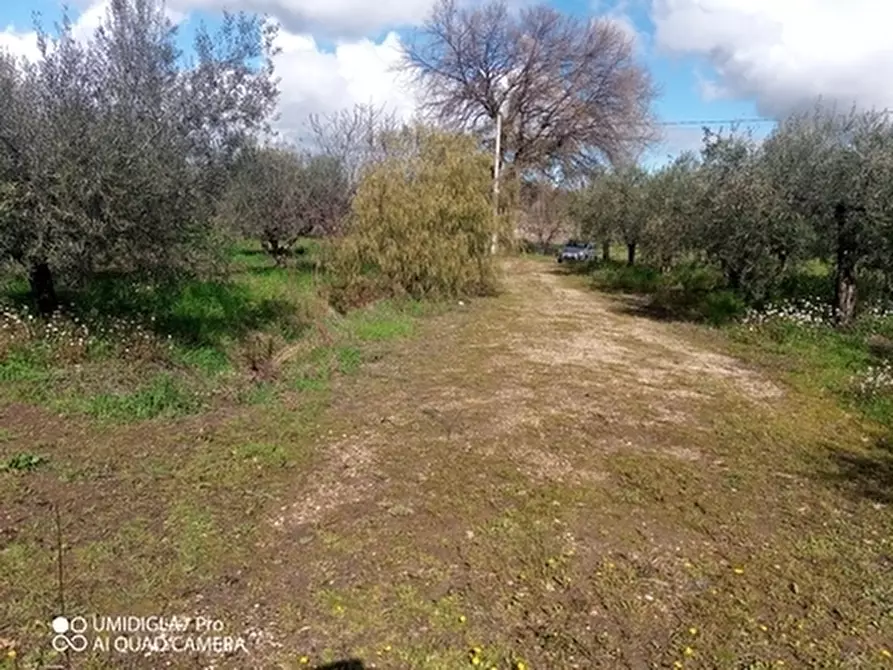 Immagine 3 di Terreno agricolo in vendita  a Fossacesia