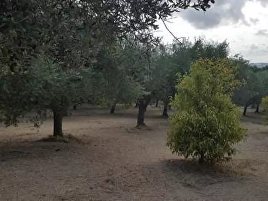 Immagine 16 di Terreno agricolo in vendita  a Santa Maria Imbaro