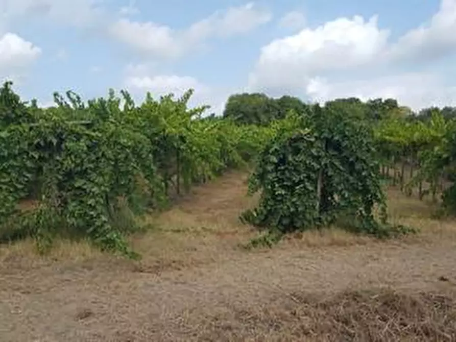 Immagine 2 di Terreno agricolo in vendita  a Santa Maria Imbaro