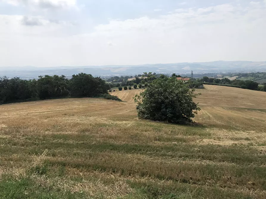 Immagine 8 di Terreno agricolo in vendita  a Jesi