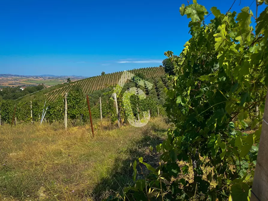 Immagine 12 di Terreno agricolo in vendita  a Montecarotto