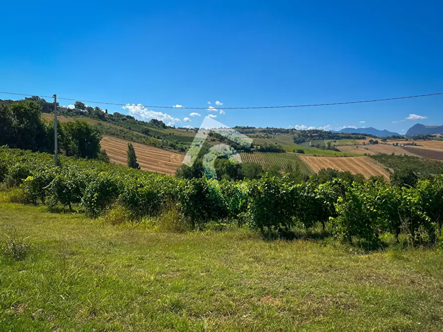 Immagine 3 di Terreno agricolo in vendita  a Montecarotto