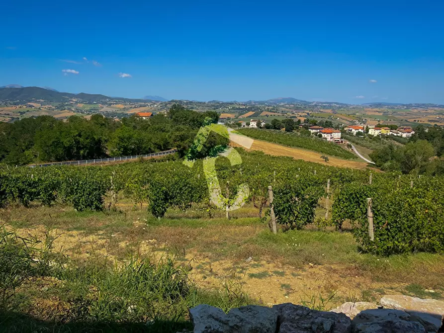 Immagine 11 di Terreno agricolo in vendita  a Montecarotto