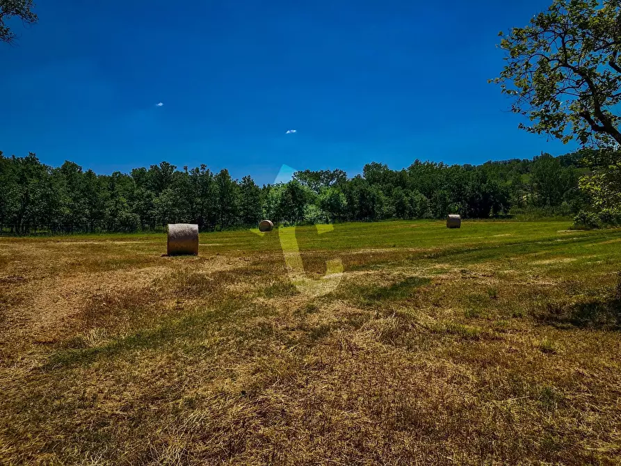 Immagine 7 di Rustico / casale in vendita  a Trecastelli