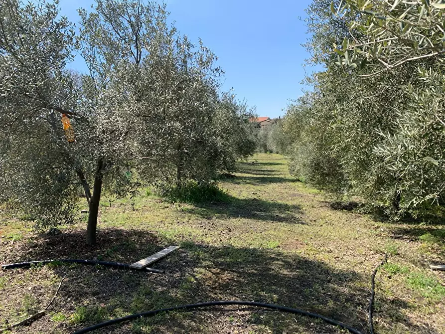 Immagine 4 di Terreno agricolo in vendita  a Pedara