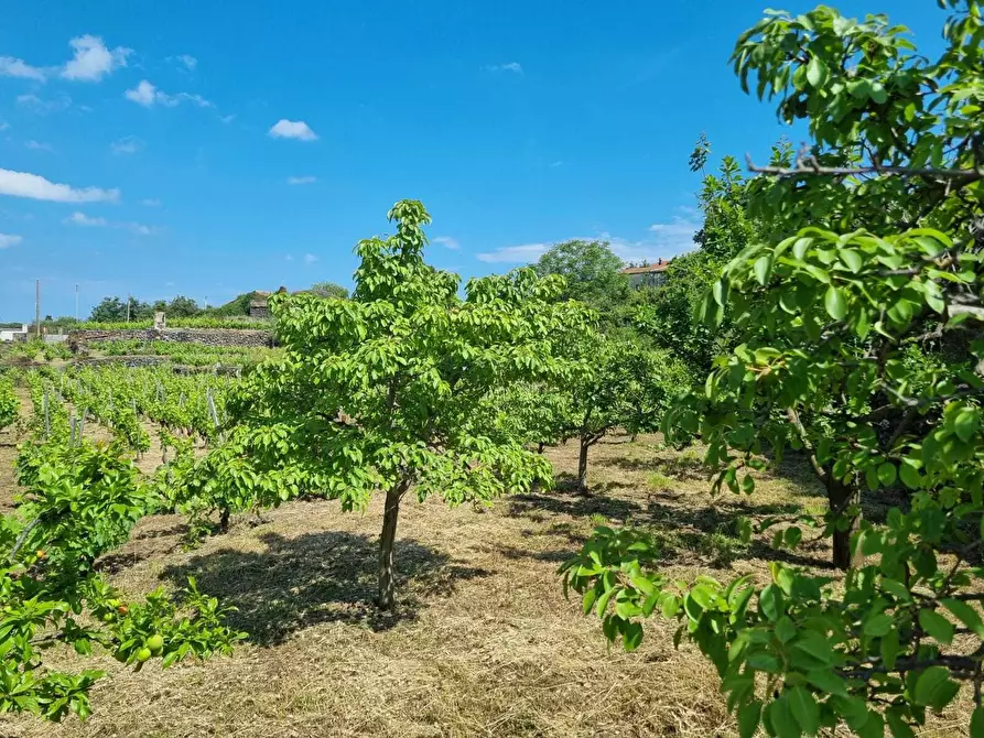 Immagine 17 di Terreno agricolo in vendita  a Tremestieri Etneo