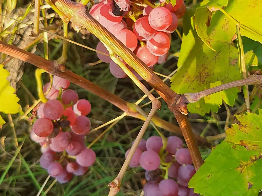 Immagine 103 di Casa indipendente in vendita  in Via Giotto 22 a Acri