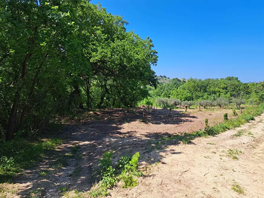 Immagine 2 di Rustico / casale in vendita  in C.DA CASTELLANA a Treglio
