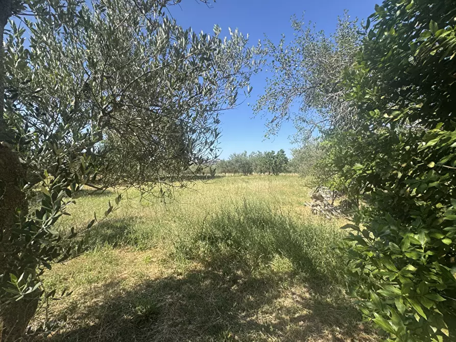 Immagine 20 di Casa indipendente in vendita  in torricchio a Tornareccio