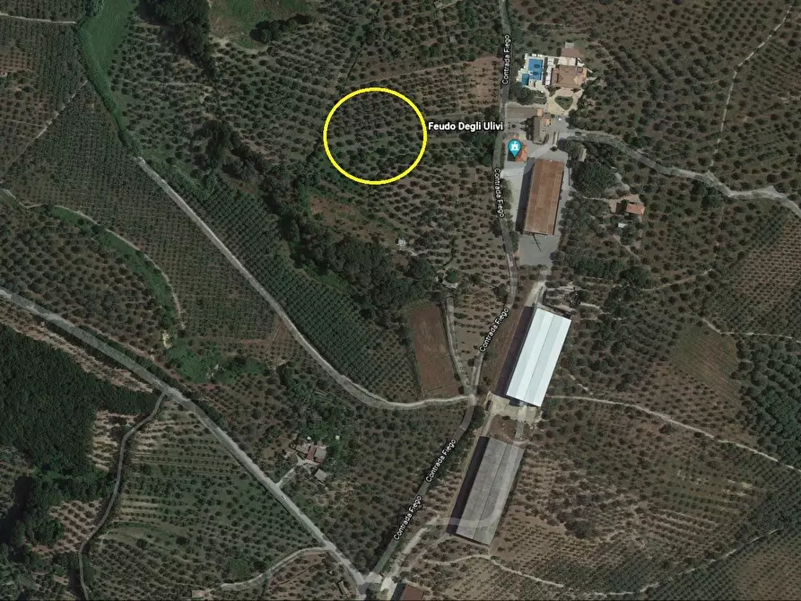 Immagine 4 di Terreno agricolo in vendita  a Borgia